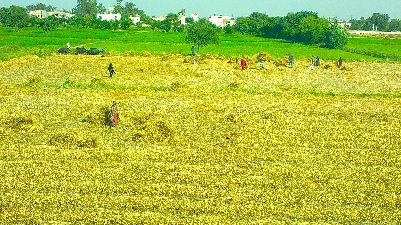 A wheat field in Punjab, Pakistan, shown as a contextual image of the country's wheat crop.