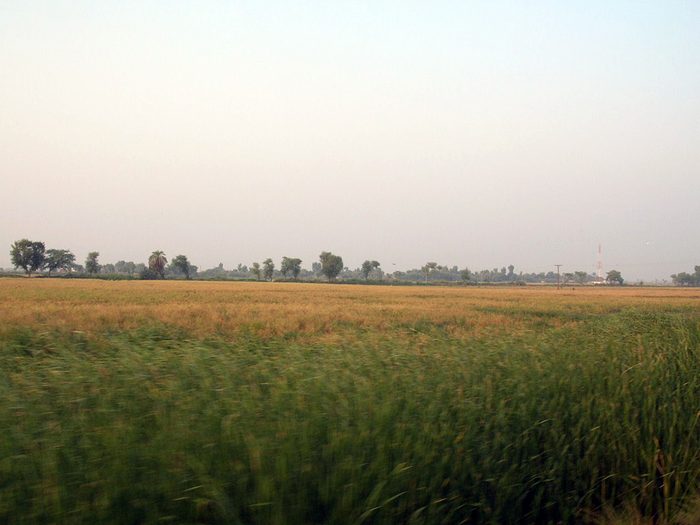 Hazy farmland around Jacobabad, Sindh, with a field of tall green and golden crops in the foreground and trees along the horizon.