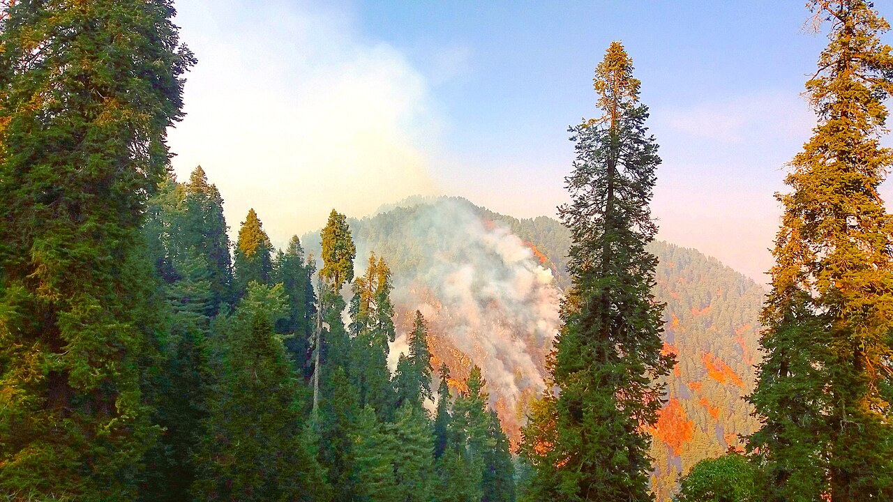 Flames and smoke rising through trees on a forested hillside.
