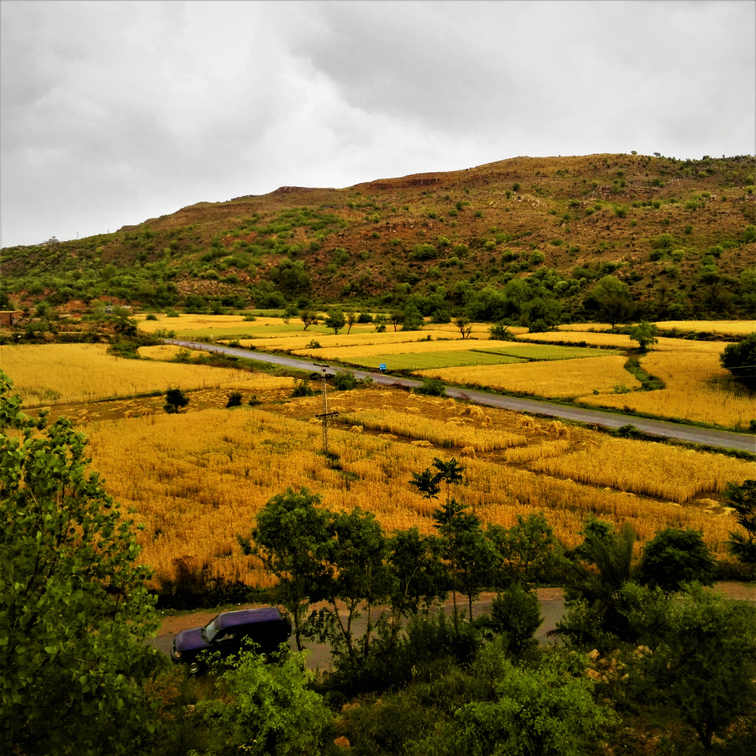 A golden wheat field in Punjab, Pakistan.