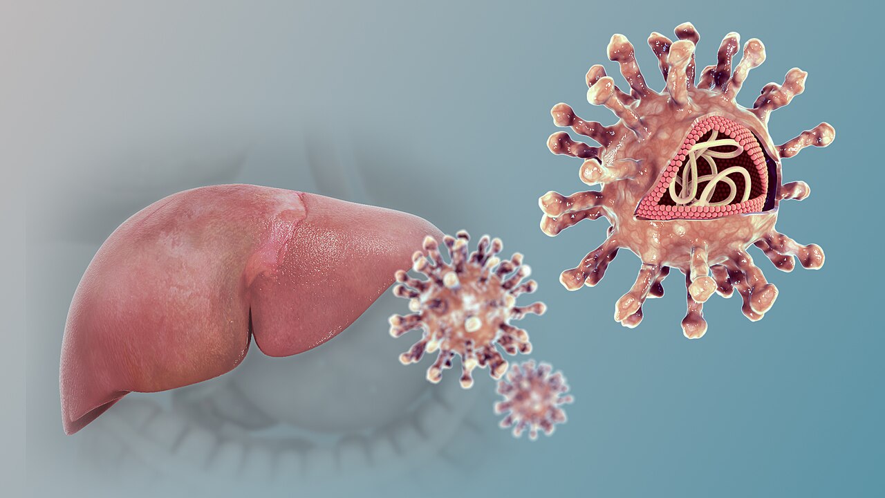 An illustration of the hepatitis C virus showing its enveloped structure and surface proteins