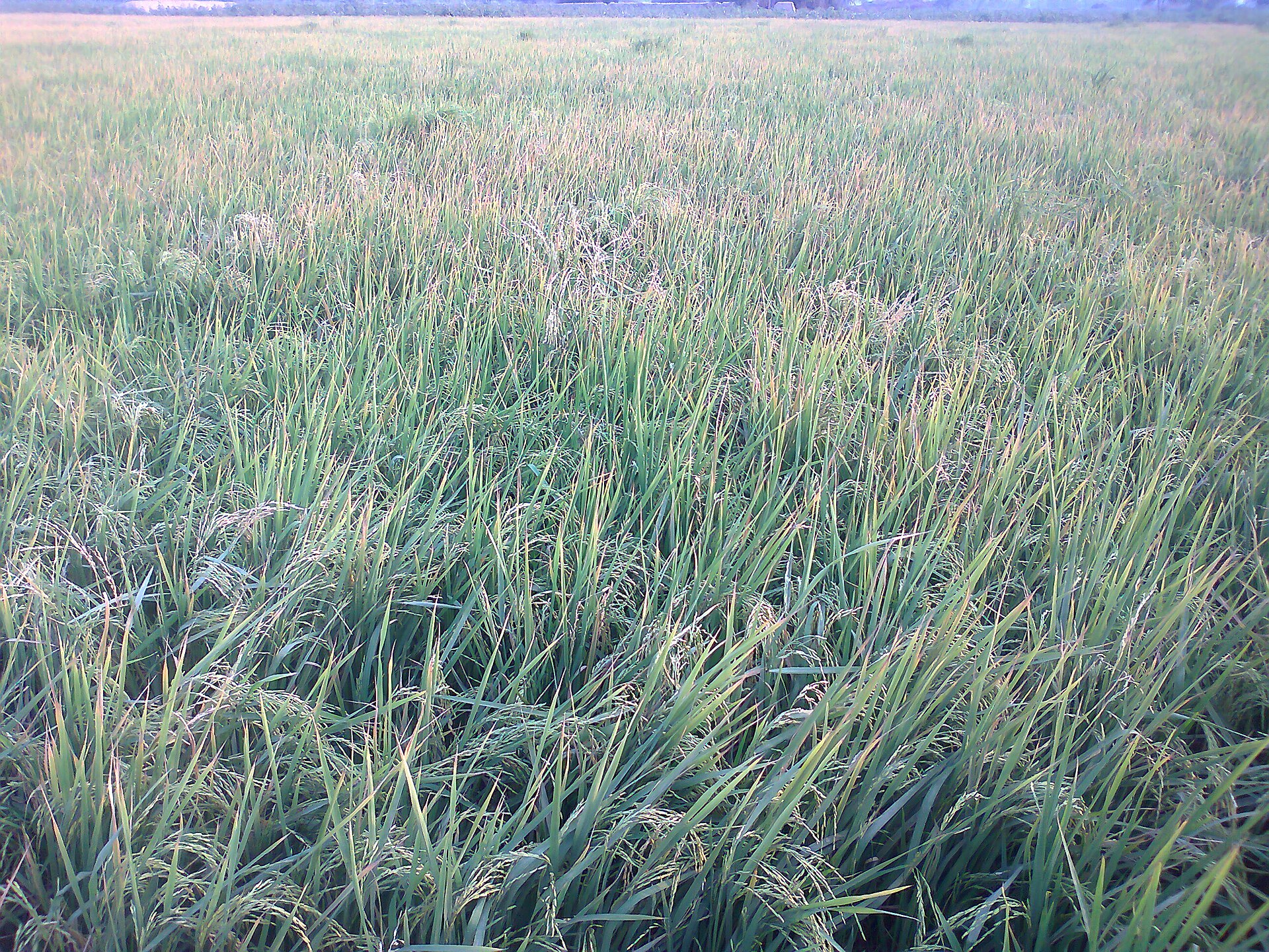 A green rice crop standing in a flooded field in Punjab, Pakistan, with young plants in rows.