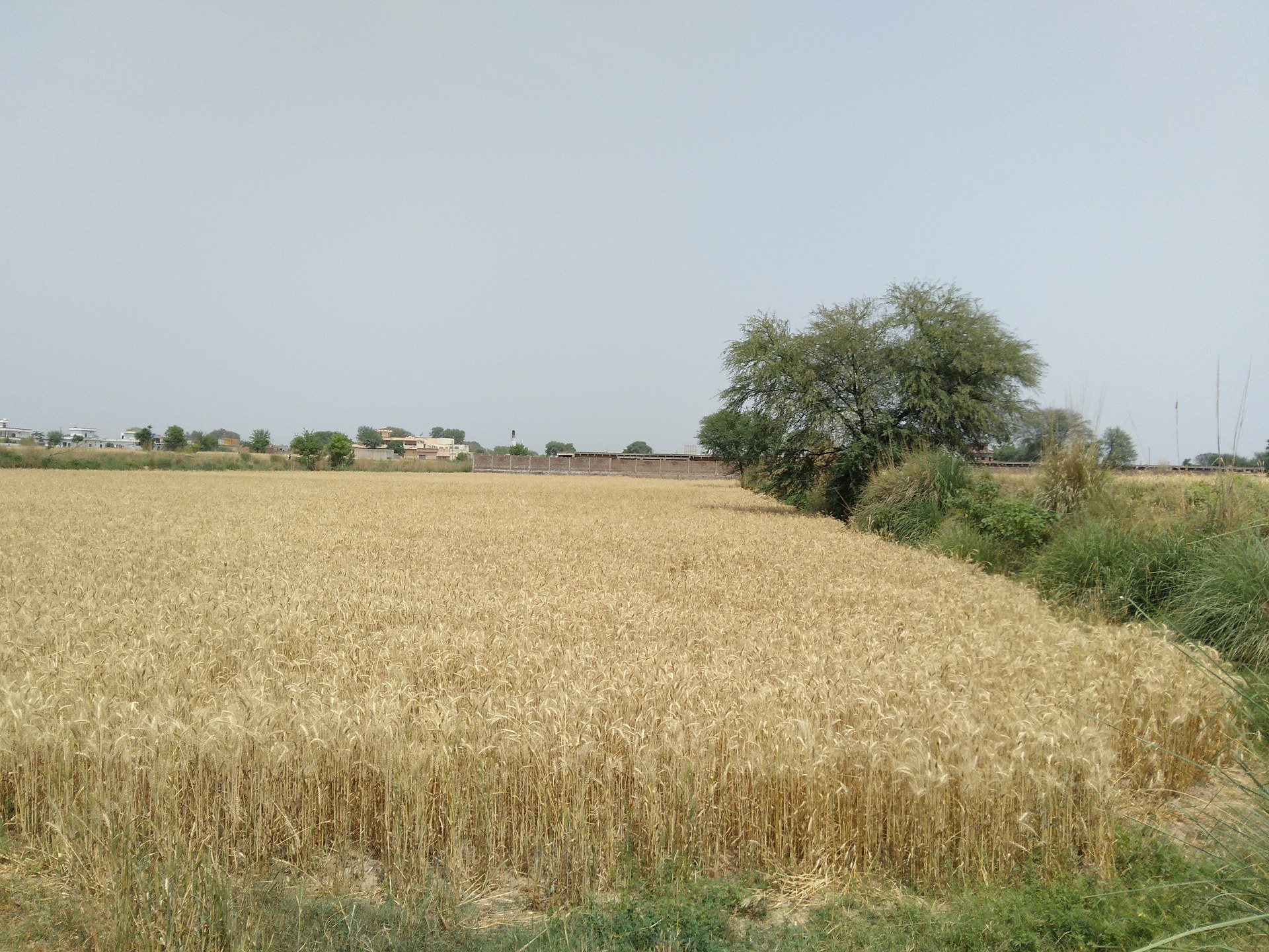 A golden wheat field with a narrow dirt track running through the standing crop toward low village buildings and a line of trees.