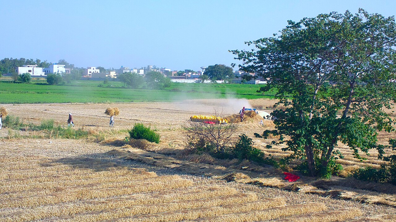 A ripening wheat field stretching to the horizon under a clear sky in Punjab, Pakistan.