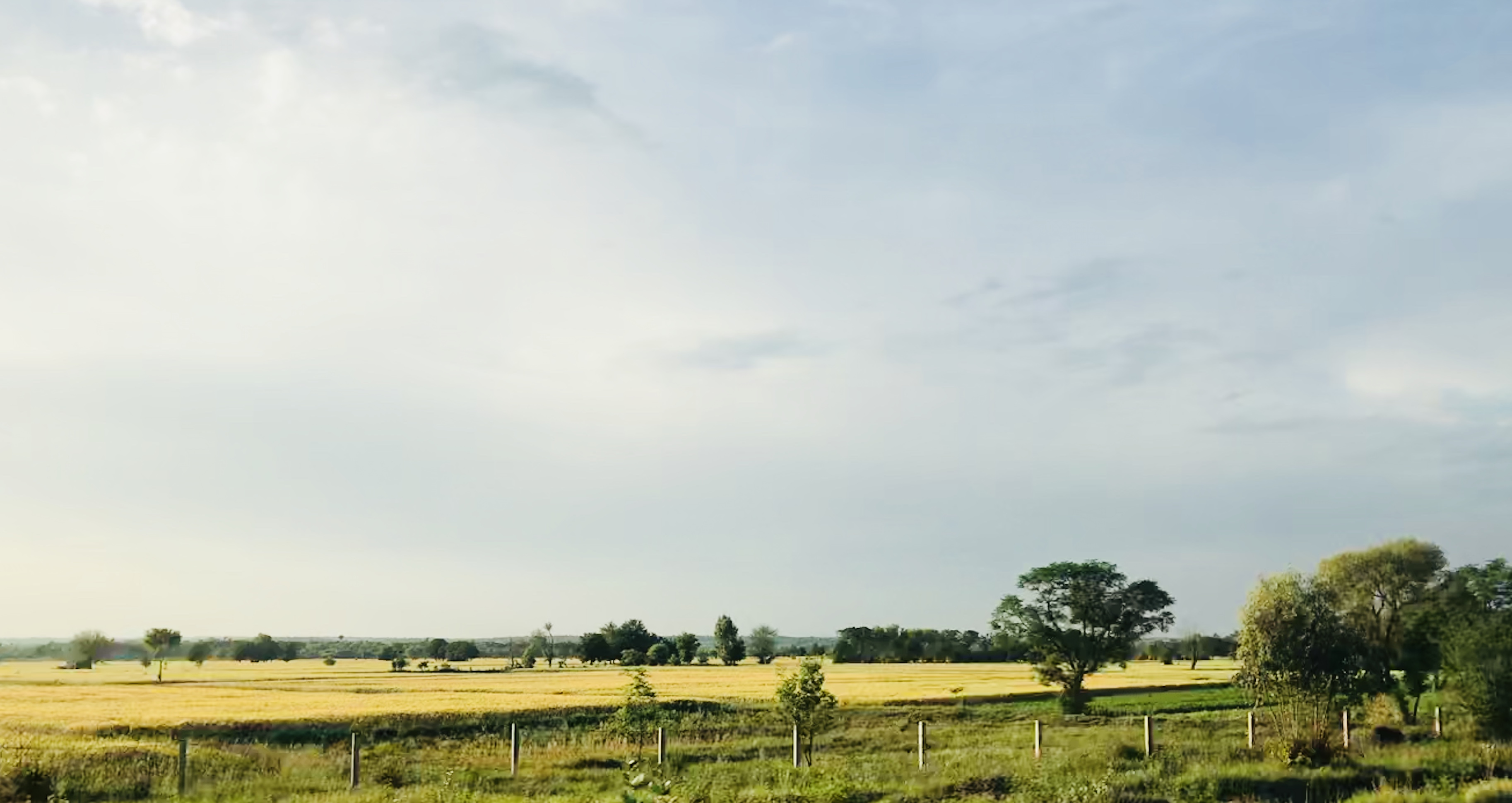 A wide view of a ripening wheat field in Punjab, with golden wheat heads filling the frame against a pale sky.