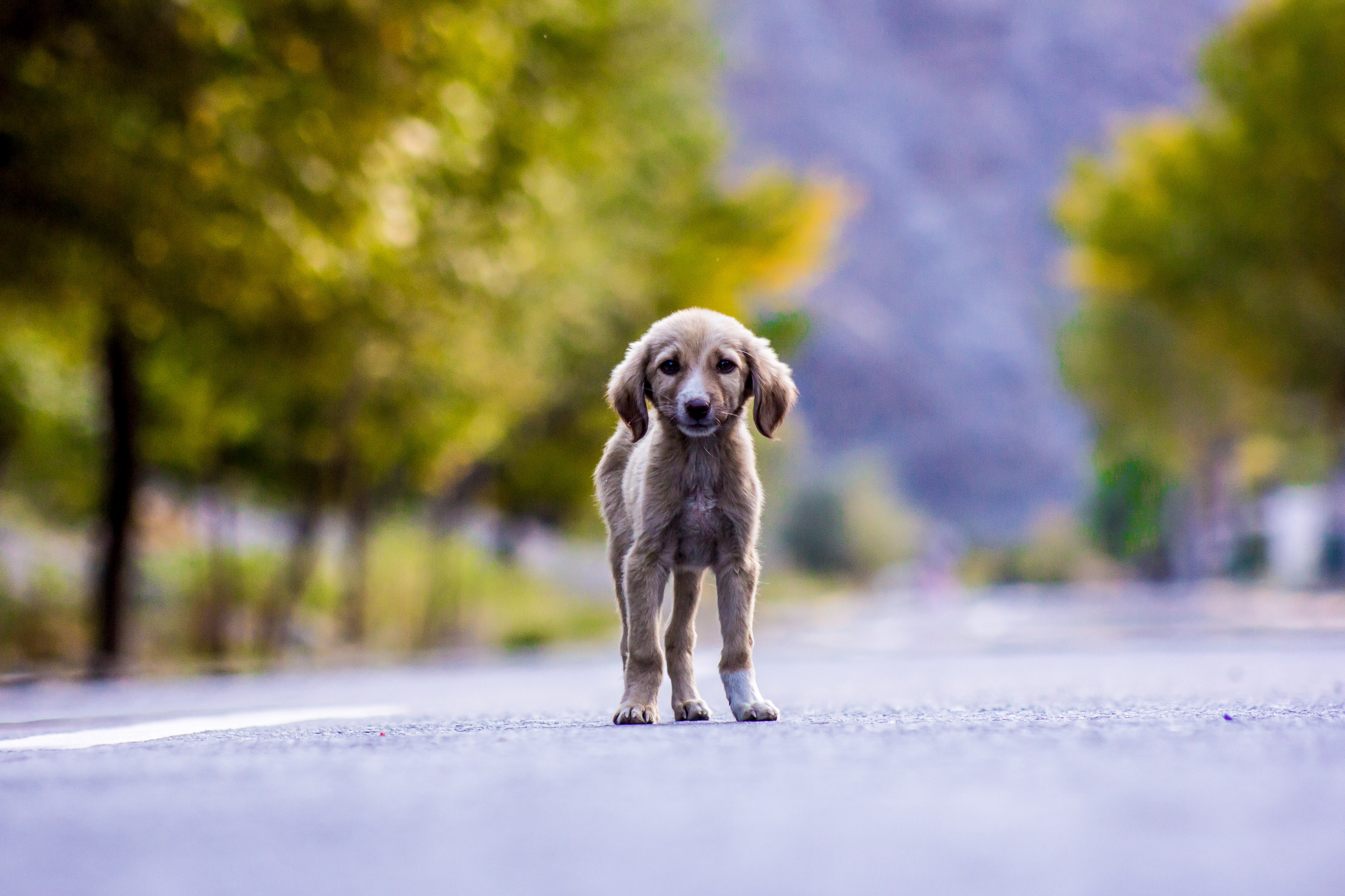 A stray puppy in Pakistan looking towards the camera on a roadside, with dry grass and other dogs out of focus behind it