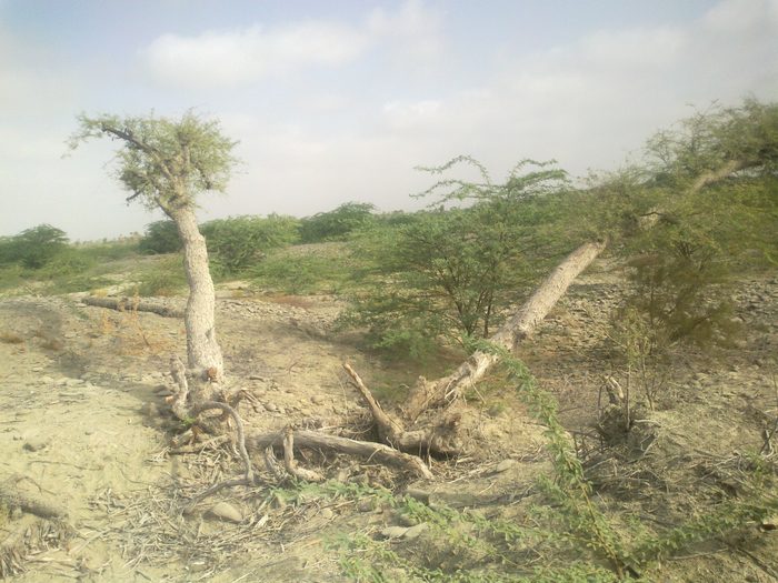 An arid landscape with pale sandy ground, scattered thorny green shrubs and several fallen or uprooted dead trees under a hazy sky.